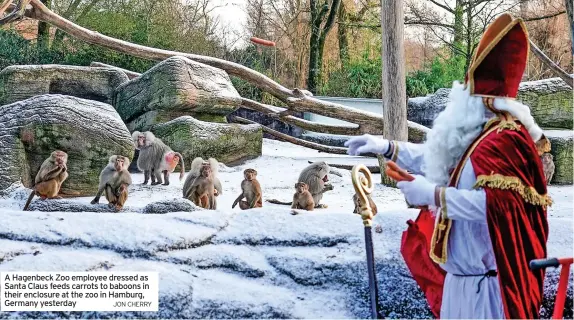  ?? JON CHERRY ?? A Hagenbeck Zoo employee dressed as Santa Claus feeds carrots to baboons in their enclosure at the zoo in Hamburg, Germany yesterday