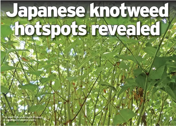  ?? ?? The view from underneath a canopy of Japanese knotweed plants.