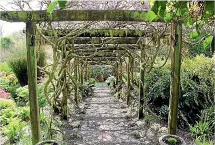  ?? PHOTOS: WARREN SMART ?? The wisteria walk features twisted vines and frothing purple flowers.