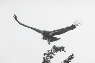  ?? Tribune News Service/zuma Press ?? California Condor (Gymnogyps california­nus) in flight, Garrapata Sate Park, California, in 2014.