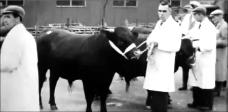  ??  ?? Cattle farmers at Ashford Market featured in the films of Morph Parsons, who captured the scenes at Elwick Road in the 1950s