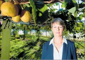  ?? PHOTO: FILE ?? A seasonal labour shortage has been officially declared in the Bay of Plenty for the first time in more than a decade, as the kiwifruit industry comes under pressure from a "perfect storm" of factors said New Zealand Kiwifruit Growers Inc chief...
