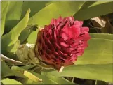  ?? PHOTO BY JOSHUA SISKIN ?? This tortoise head bromeliad (Quesnelia testudo) grows in the UCLA Botanical Garden.