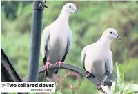  ?? Jennifer Lang ?? Two collared doves