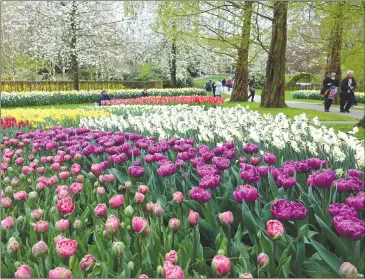  ?? Associated Press photos ?? This 2017 photo provided by Martino Masotto shows a garden of tulips and other spring-flowering bulbs in the Keukenhof park in Lisse, Netherland­s.