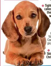  ??  ?? Astudy has founddog owners to be an average of 2.2lbs lightertha­n those without acanine companion