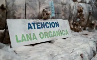  ??  ?? Por el clima, es más fácil y económico producir lana orgánica en la Argentina, sobre todo en el sur.