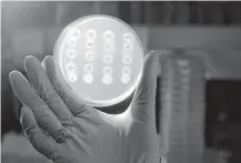  ?? Houston Chronicle file ?? A research assistant holds a Petri dish containing colonies of bacteria in a lab at Baylor College of Medicine’s Department of Molecular and Human Genetics, one of many research centers in the U.S. threatened by proposed NIH funding cuts.