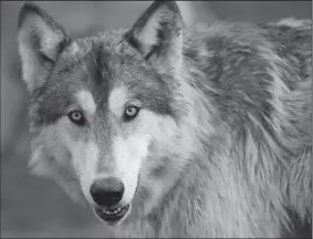  ?? PABLO ALCALA/LEXINGTON HERALD-LEADER ?? A wolf resides in the high content wolf enclosure at Wolf Run Wildlife Sanctuary in Nicholasvi­lle, Ky., on Dec. 15, 2015.