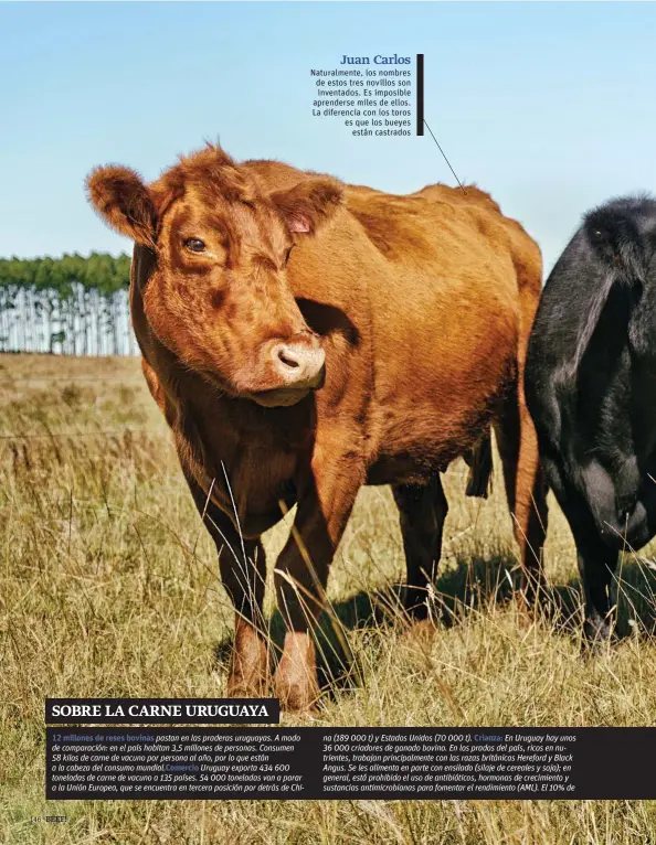  ??  ?? Juan Carlos Naturalmen­te, los nombres de estos tres novillos son inventados. Es imposible aprenderse miles de ellos. La diferencia con los toros es que los bueyes están castrados