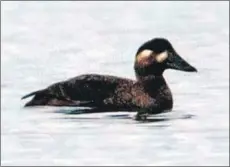  ??  ?? The first ever surf scoter recorded on Arran.