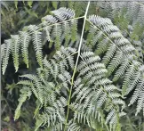  ??  ?? Bracken contains cancer inducing toxins.