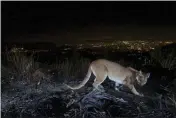  ?? U.S. NATIONAL PARK SERVICE VIA AP, FILE ?? This July 10, 2016, photo shows an uncollared adult female mountain lion photograph­ed with a motion sensor camera in the Verdugos Mountains in Los Angeles County.