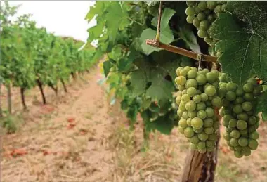  ?? Foto: Volker Bingenheim­er ?? Die Weinlese wird in diesem Jahr bereits Anfang September beginnen.