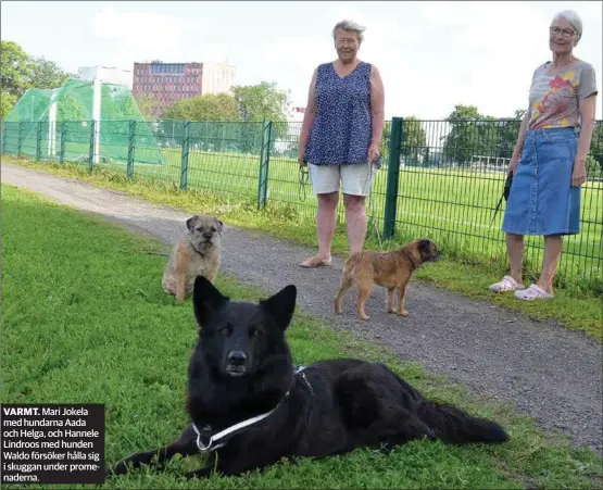  ?? JULIA LÖNNFELDT ?? VARMT. Mari Jokela med hundarna Aada och Helga, och Hannele Lindroos med hunden Waldo försöker hålla sig i skuggan under promenader­na.