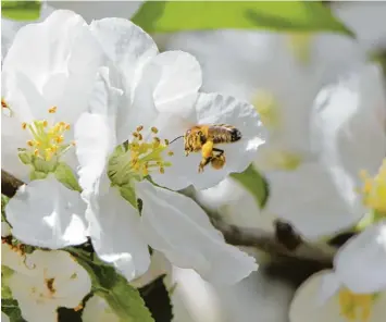  ?? Foto: Brigitte Nettel ?? Kaum steht die Natur in voller Blüte, beginnt die geschäftig­ste Jahreszeit der Bienen. Auch in diesem Garten in Hochstein im Land kreis Dillingen sind die fleißigen Insekten am Werk.