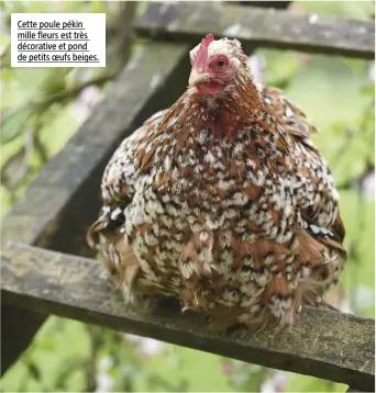  ??  ?? Cette poule pékin mille fleurs est très décorative et pond de petits oeufs beiges.