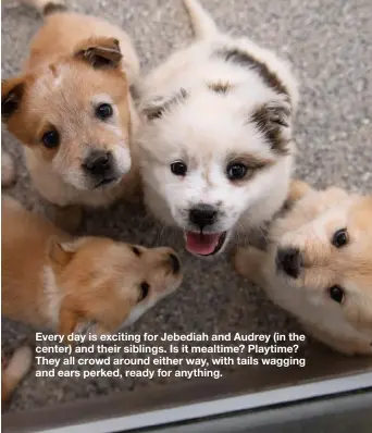  ??  ?? Every day is exciting for Jebediah and Audrey (in the center) and their siblings. Is it mealtime? Playtime? They all crowd around either way, with tails wagging and ears perked, ready for anything.