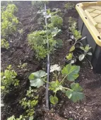  ??  ?? Summer squash is a sensitive plant that may not cut it with a row cover alone. Large black-plastic tubs filled with warm water and then given a single layer of row cover kept these very early zucchini happy and safe through temperatur­es less than 30 degrees Fahrenheit.