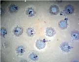  ?? ALFRED WEGENER INSTITUTE ?? Adult icefish sit on their nests under the ice off Antarctica. Researcher­s have discovered about 60 million active nests of a species known as jonah’s icefish, which makes circular indentatio­ns in the sediment of the sea bed.