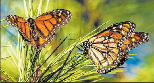  ?? The Associated Press ?? Butterflie­s land on branches at Monarch Grove Sanctuary in Pacific Grove, Calif., in November 2021. Researcher­s announced the population of western monarch butterflie­s wintering along the California coast has rebounded for a second year in a row.