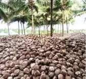  ?? ?? Unexported coconuts at a farm in Pollachi