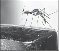  ??  ?? This Arkansas Delta mosquito, also know as a gallinippe­r, was photograph­ed on a bench armrest outside the Delta Rivers Nature Center in Pine Bluff.