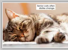  ??  ?? Senior cats often
dislike change.
