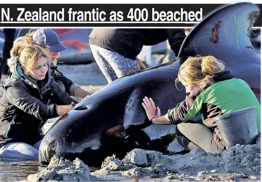  ??  ?? SHALLOW GRAVE: Volunteers struggle Friday to save pilot whales beached in New Zealand, a ghastly scene where about 300 have died.