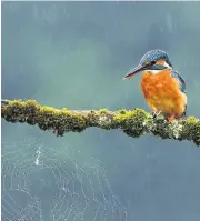  ??  ?? Bird on a wire Ruth Hayton’s spectacula­r kingfisher