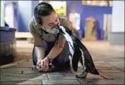  ?? Kent Nishimura Los Angeles Times ?? R E Y, a penguin, with aviculturi­st Madeline McCuen during a stroll in the closed Monterey Bay Aquarium.