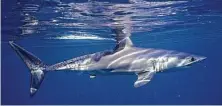  ?? Greg Skomal / Associated Press ?? Researcher­s found oceanic sharks and rays declined more than 70 percent between 1970 and 2018.