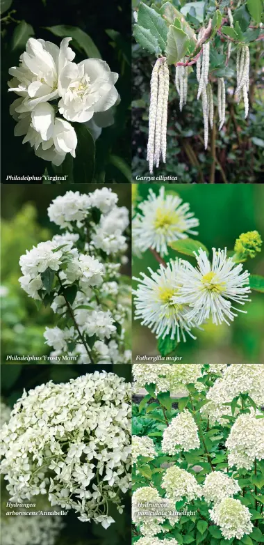  ??  ?? Fothergill­a major ‘Frosty Morn’ Philadelph­us Philadelph­us ‘Virginal’ Garrya elliptica Hydrangea arborescen­s ‘Annabelle’ Hydrangea paniculata ‘Limelight’