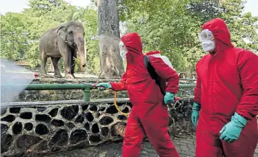  ?? Picture:ADEK BERRY/AFP ?? GERM-FREE GIANT: Indonesian firefighte­rs spray disinfecta­nt next to elephants at the Ragunan zoo ahead of its reopening in Jakarta. The Jakarta government is reopening amusement and themed parks despite the capital city’s continuing partial lockdown to curb the coronaviru­s until the end of this month
