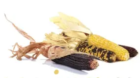  ??  ?? FROM TOP, AND RIGHT
Dried cobs can be processed for chook feed; Jackie, then 21, among her rst maize crop; maize plants grow taller than sweetcorn.