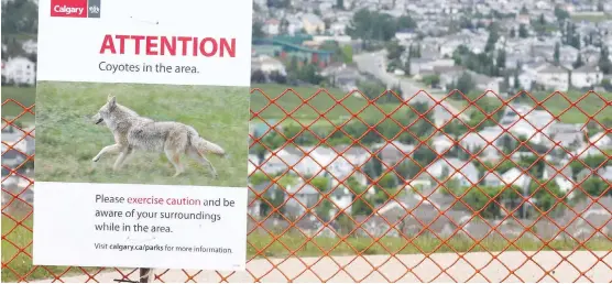  ?? JIM WELLS//POSTMEDIA ?? A fenced off pathway area in northwest Calgary warns pedestrian­s, cyclists and hikers of potentiall­y dangerous coyote activity. Diane Colley-Urquhart, a city councillor, is urging Calgary to adopt a different tactic in dealing with aggressive animals,...