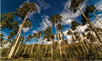  ?? Foto: Lance Oditt, dpa ?? Ein Wald? Nein, ein Lebewesen, sagen amerikanis­che Wissenscha­ftler. Und es ist gefährdet.