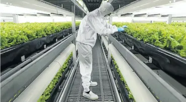 ?? Picture: Bloomberg ?? An employee checks lettuce grown at an indoor farm at a Spread plant in Kameoka, Kyoto Prefecture, Japan. Indoor vegetable farming has been operating since the 1970s in the country, which has to import about 60% of its food.