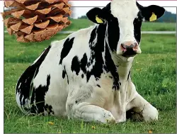  ??  ?? RAIN MYTH: Cows lying down, but pine cones are a guide