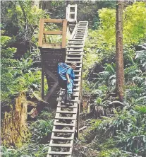  ?? GREG OLSEN ?? Hikers must ascend more than 100 ladders positioned along the arduous, 75-kilometre West Coast Trail in British Columbia.