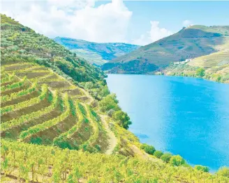  ??  ?? Las terrazas de los viñedos al pie del Douro.