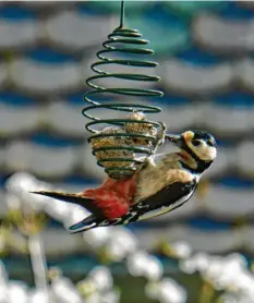  ??  ?? Mahlzeit! Dieser Specht bedient sich hungrig am Vogelfutte­r im Garten von Michael Riebel aus Kissing (Landkreis Aichach‰Friedberg).