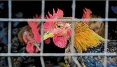  ?? Samsul Said / Bloomberg ?? The bird flu outbreak, the biggest in U.S. history, is affecting more than 58 million farmed birds in 47 states.