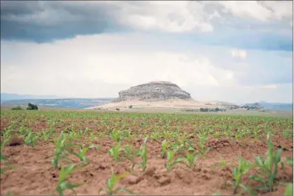  ?? Photo: Madelene Cronje ?? Growing concern: Much hinges on the success of commercial farming and AgriSA’s apparent desire to appease the state could lead to the rights of property owners being undermined.