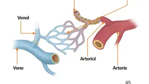  ??  ?? Venol
Vene
Arteriol
Kapillarne­ttet
Dette er nettverket av hårrørsåre­r som forbinder de to systemene.
Ulike stoffer utveksles med omgivende vev gjennom veggene,
som er bare er én celle tykke.
Arterie