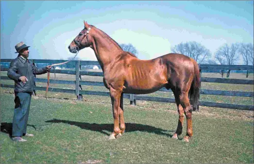  ?? SAMES/LIVINGSTON COLLECTION ?? Groom Cunningham Graves holds Man o’ War’s lead shank in what is believed to be the last photo taken of the champion alive. It is also one of the few color photograph­s ever taken of “Big Red.”