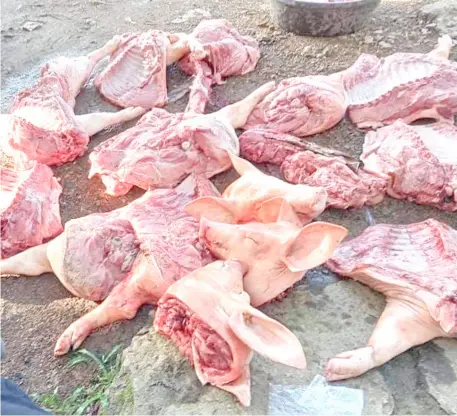  ?? PHOTOGRAPH COURTESY OF TACLOBAN PIO ?? VETERINARY office checkpoint personnel recently intercepte­d 140 kilos of pork without permits as Tacloban City fights the ASF outbreak.