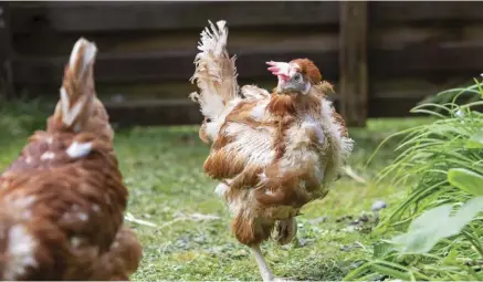  ??  ?? Many rescue organizati­ons adopt out former battery hens, so they can live out their lives in happier situations.