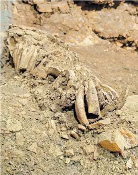  ?? ?? ➤ Na dubini od četiri metra pronađeni su ostaci konja