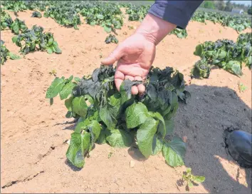  ?? FILE PHOTO ?? Berwick farmer Anthony Morse surveys the damage to his early potato plants caused by an overnight freeze June 3 to 4.